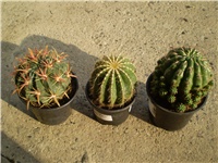 37c0afc3-Picture 3908.jpg